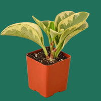 Potted plant with green and yellow leaves in an orange pot on a white background