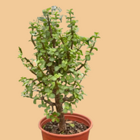 Potted plant with green leaves on a white background