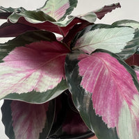 Variegated leaf plant with pink, green, and white leaves on a plain background