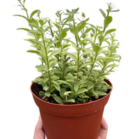 Potted plant held by a hand on a white background