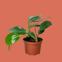 Potted philodendron plan with green leaves on a terracotta background from House of Agave.