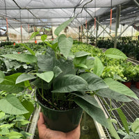Hand holding a potted plant in a greenhouse setting from House of Agave.