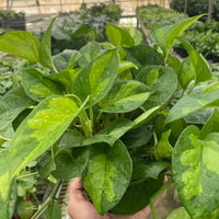 Hand holding a leafy green Pothos Global Green in a greenhouse setting.