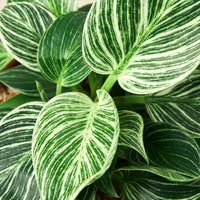 Philodendron White Measure, Birkin