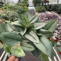 Person holding a green leafy plant in a greenhouse setting