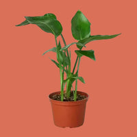 Potted plant with green leaves on a white background