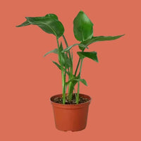 Potted plant with green leaves on a white background