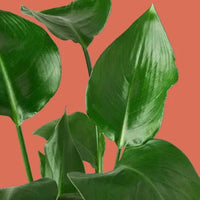 Close-up of green leaves on a terracotta background from House of Agave.