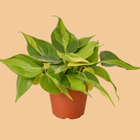 Potted plant with green leaves on a green background from House of Agave.