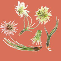 7 Air Plant Variety Pack - Tillandsias