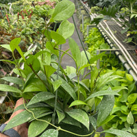 Person holding a potted plant in a greenhouse setting from House of Agave.
