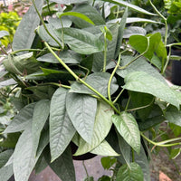 Green leafy plant in a pot with a blurred background from House of Agave.
