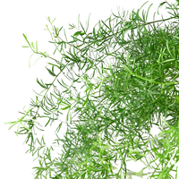 Fern Sprengeri, Asparagus Fern