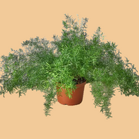 Potted plant with green leaves on a white background