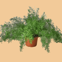 Potted plant with green leaves on a white background