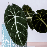 Alocasia reginula, Black Velvet