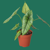 Potted Alocasia Dragon's Breath houseplant with green leaves on a green background from House of Agave.