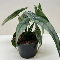 Potted ALOCASIA DRAGON'S BREATH plant with large green leaves on a white surface.