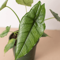 Close-up of an Alocasia Dragon's Breath leaf with a blurred background from House of Agave.