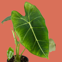 Potted Alocasia Frydek plant with large green leaves on a terracotta background.