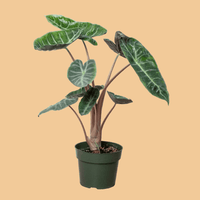Potted Alocasia Pink Dragon houseplant with large green leaves on a peach background by House of Agave.