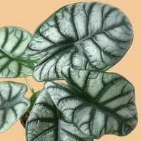 Close-up of green Alocasia Silver Dragon leaves with a terracotta background from House of Agave.