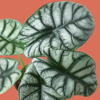 Close-up of green Alocasia Silver Dragon leaves with a terracotta background from House of Agave.