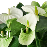 Close-up of white Anthurium flowers with green leaves on a blurred background.
