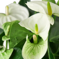 Close-up of white Anthurium flowers with green leaves on a blurred background.