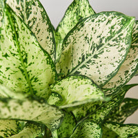 Close-up of a green and white patterned plant leaf of an Aglaonema First Diamond houseplant.