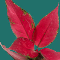 Close-up of a plant with red and green leaves on a green background from House of Agave.