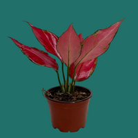 Potted Aglaonema plant with red leaves on a green background from House of Agave.