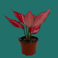 Potted Aglaonema plant with red leaves on a green background from House of Agave.