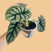 Alocasia baginda, Silver Dragon