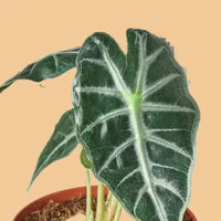 Potted plant with large green leaves on a white background