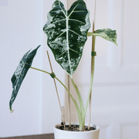 Alocasia micholitziana, Frydek Variegated