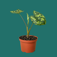 Potted Alocasia Hilo Beauty plant with green and yellow leaves on a white background.