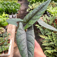 Hand holding a large green leafy Alocasia plant in a greenhouse setting from House of Agave.