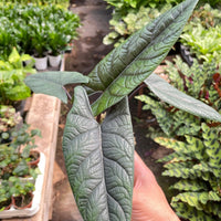 Hand holding a large green leafy Alocasia plant in a greenhouse setting from House of Agave.