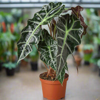 Potted Alocasia Polly houseplant with large green leaves in a greenhouse setting.