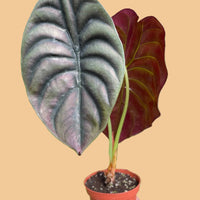 Potted Red Secret Alocasia plant with large green and red leaves on a peach background by House of Agave.