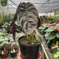 Hand holding a potted Red Secret Alocasia plant with large dark leaves in a greenhouse setting from House of Agave.