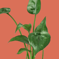 Close-up of green leaves of an Alocasia Tiny Dancer houseplant on a terracotta background from House of Agave.