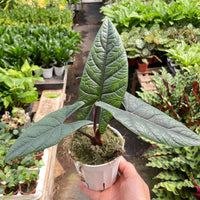 Hand holding a potted Alocasia plant with a garden background.