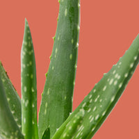 Close-up of green Aloe Vera plant leaves on a plain background.