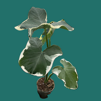 Potted plant with large green leaves held by a hand on a white background