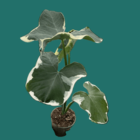 Potted Alocasia Amazonica plant with large green leaves held by a hand on a plain background.