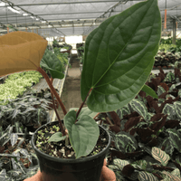 Hand holding a potted Anthurium plant in a greenhouse setting.