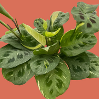 Green leafy Maranta plant held by a hand against a peach background FROM HOUSE OF AGAVE.
