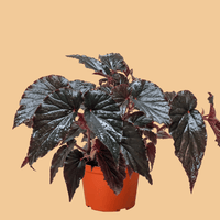 Potted Begonia plant with dark reddish green leaves from House Of Agave.